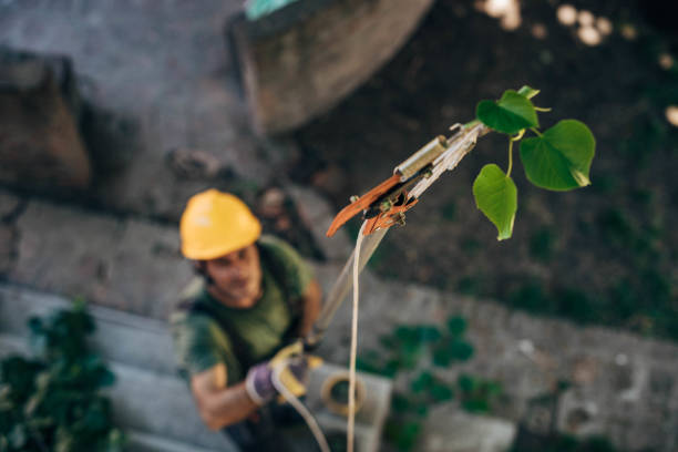 Best Tree Risk Assessment  in La Mesa, CA