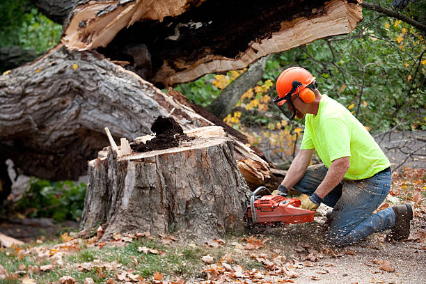 Reliable La Mesa, CA  Tree Services Solutions