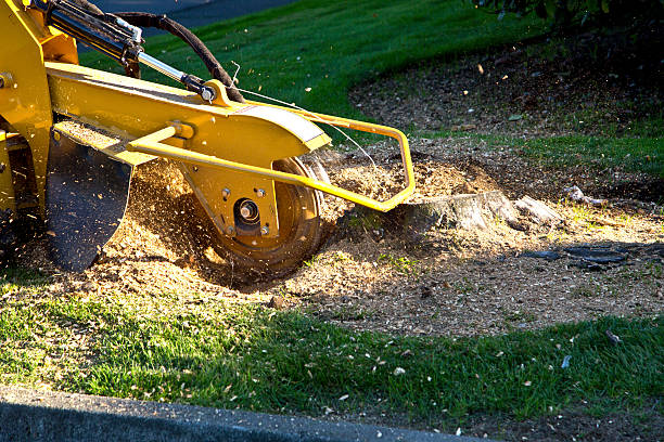 Tree and Shrub Care in La Mesa, CA